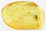 Fossil Beetle (Ptinidae) & Gall Midge (Cecidomyiidae) in Baltic Amber #307607-1